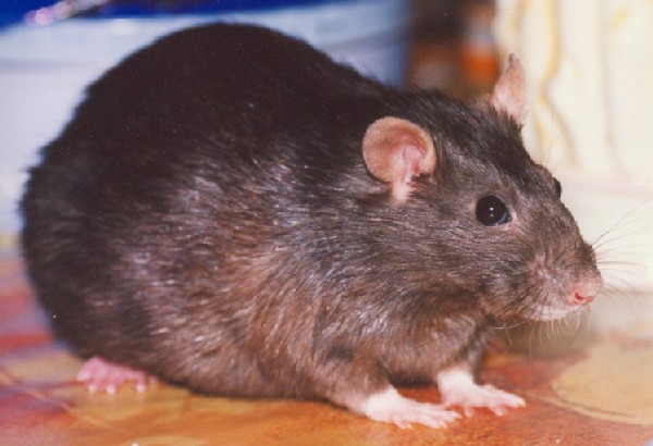 Rat